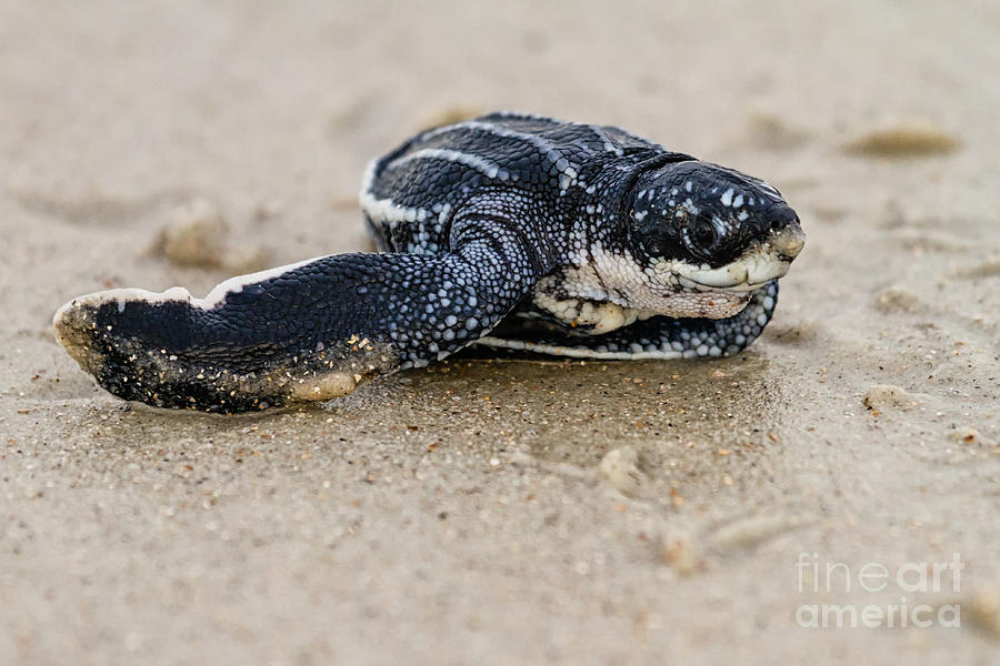 Leatherback Sea Turtle Hatchling Amelia Island Florida #8 Photograph by Dawna Moore Photography