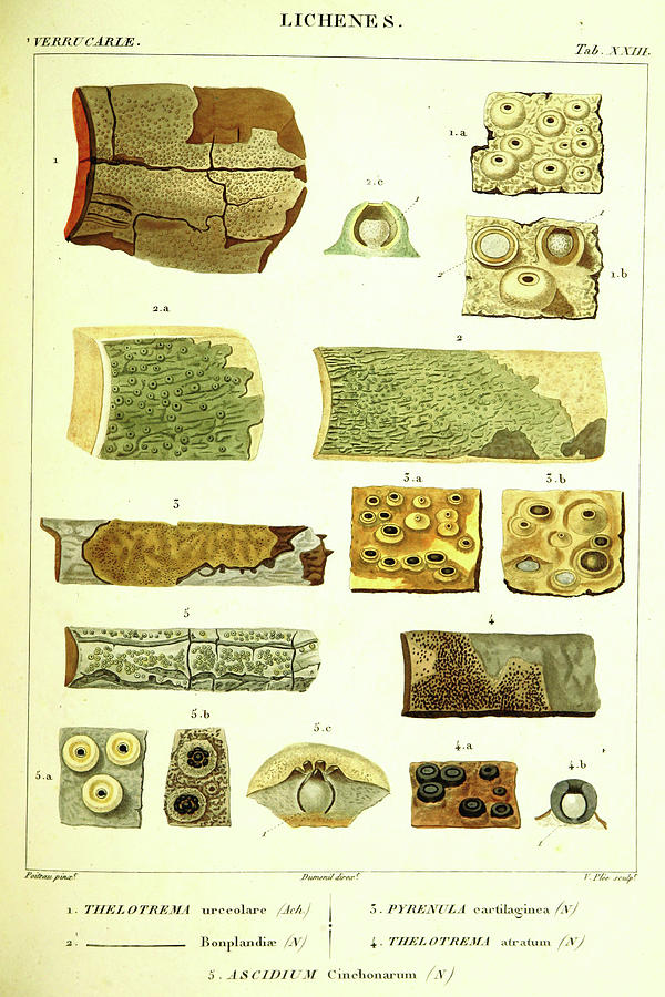 Lichenes, 19th Century Engraving, Lichen Drawing by Litz Collection