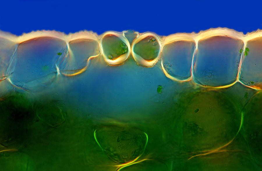 Lily Stalk Tissues With Stomata, Lm #8 Photograph by Marek Mis