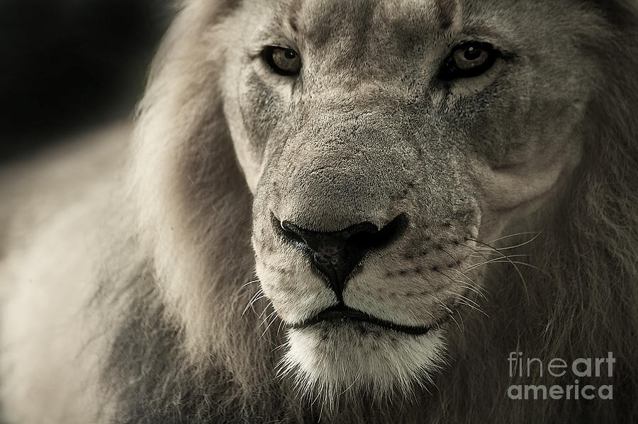 Black And White Photograph - Lion #1 by Christine Sponchia