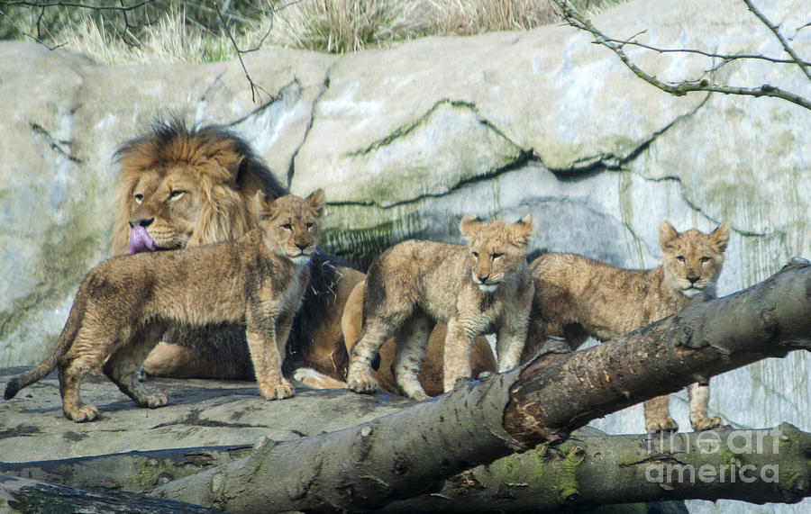 Portland Photograph - Lion Cubs #18 by M J