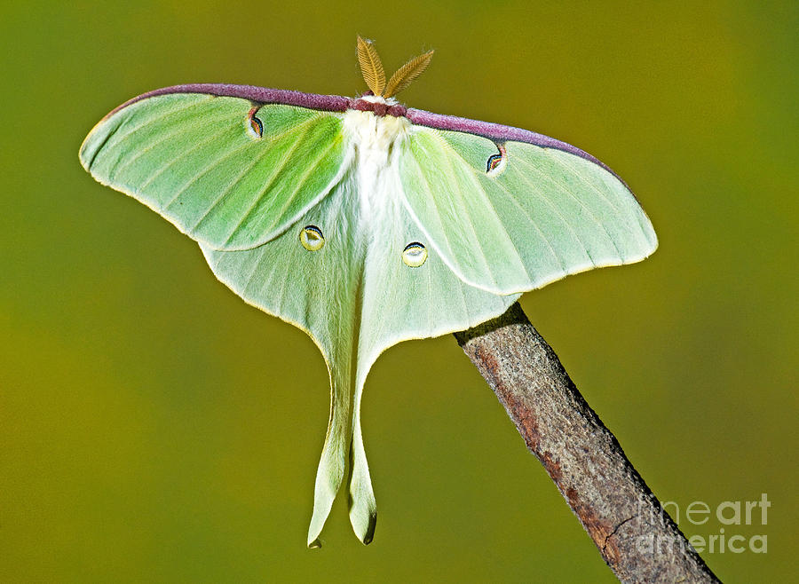 Wildlife Photograph - Luna Moth #8 by Millard H. Sharp