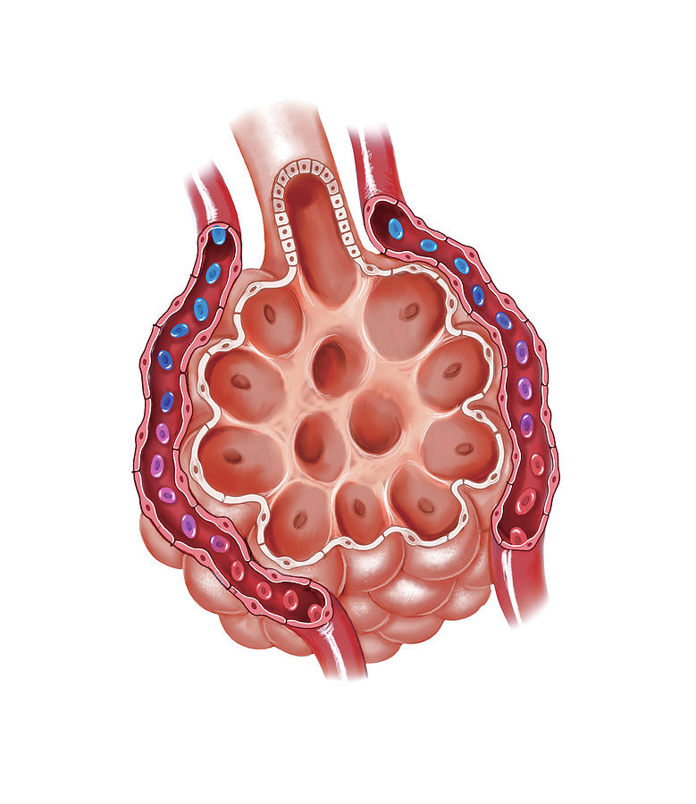 Lung Anatomy #8 by Asklepios Medical Atlas