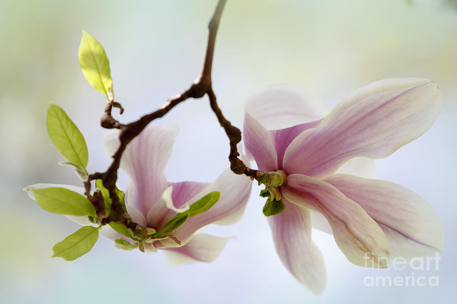 Magnolia Movie Photograph - Magnolia Flowers #8 by Nailia Schwarz