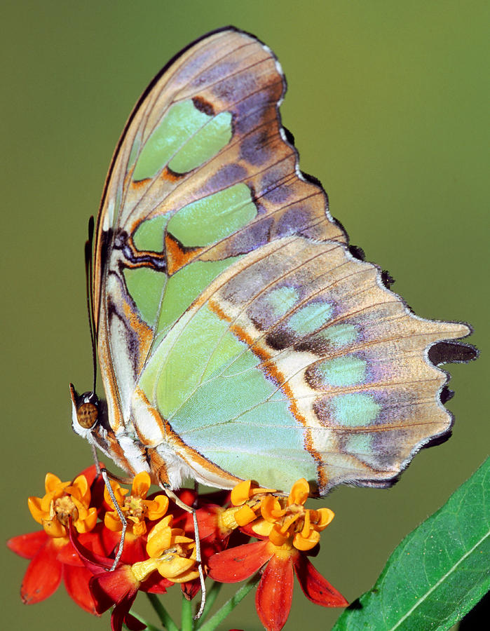 Butterfly Photograph - Malachite Butterfly #7 by Millard H Sharp
