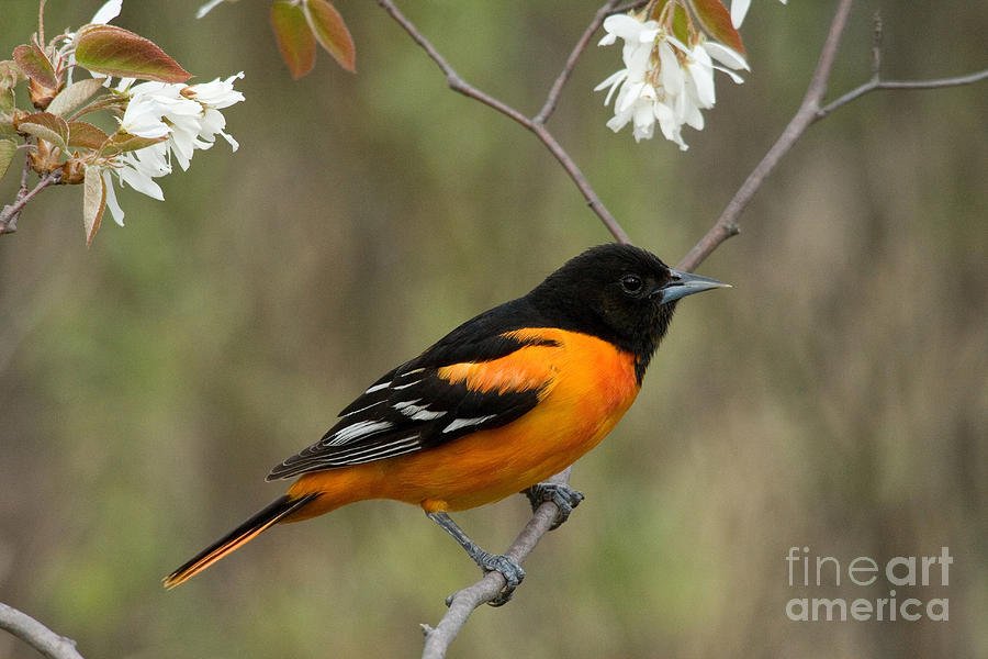 Male Baltimore Oriole #8 Photograph by Linda Freshwaters Arndt