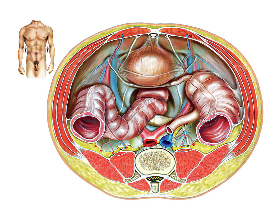 Pelvis Photograph - Male Genital System #8 by Asklepios Medical Atlas