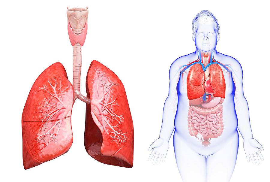 Male Lung Anatomy Photograph by Pixologicstudio/science Photo Library