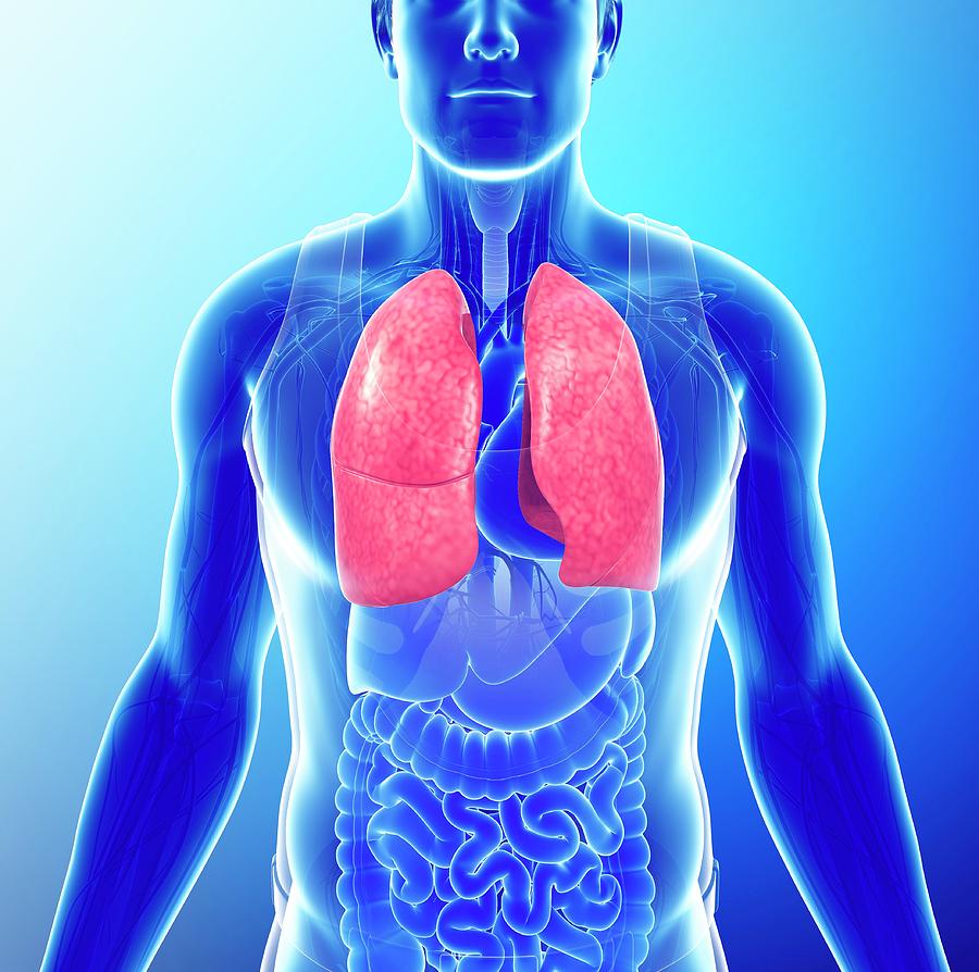 Male Lungs Photograph by Pixologicstudio/science Photo Library - Pixels