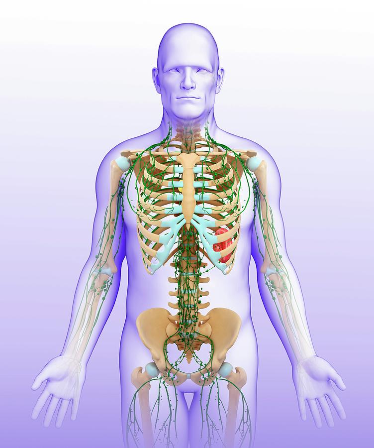 Male Lymphatic System Photograph by Pixologicstudio/science Photo ...