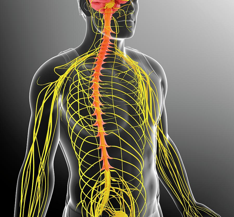 Male Nervous System #8 by Pixologicstudio/science Photo Library