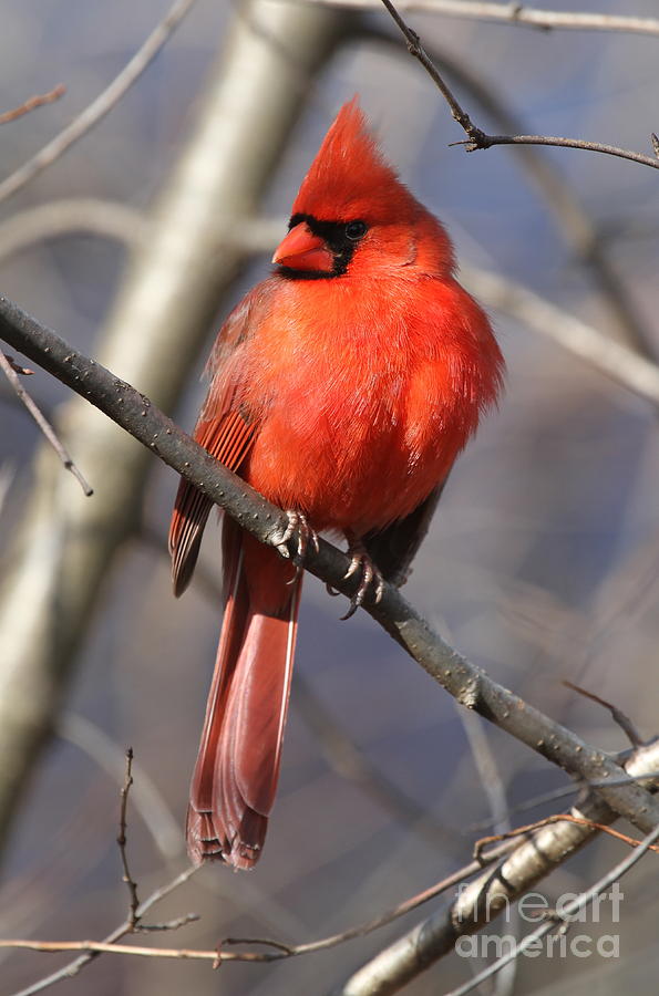 Cardinal Photograph - Male Northern Cardinal #8 by Ken Keener