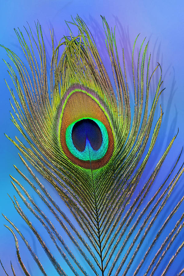 Male Peacock Display Tail Feathers Photograph By Darrell Gulin Pixels 0286