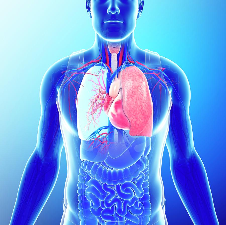 Male Respiratory System Photograph by Pixologicstudio/science Photo ...