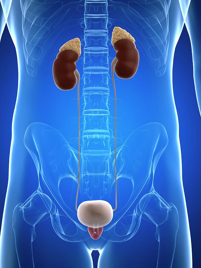 Male Urinary System Photograph By Sciepro Science Photo Library