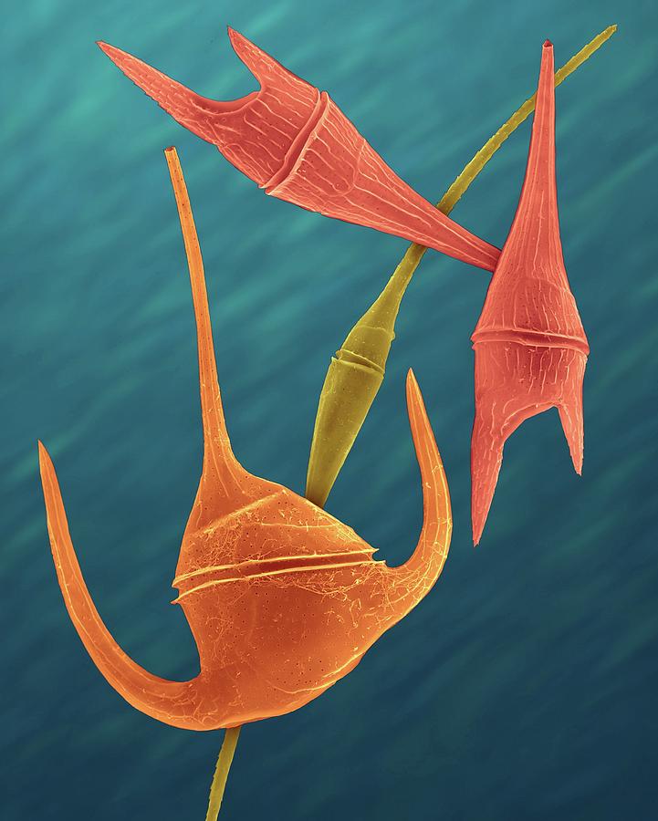Marine Dinoflagellates (ceratium Spp.) #8 Photograph by Dennis Kunkel Microscopy/science Photo Library