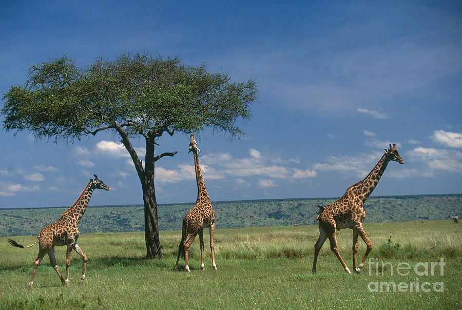 Masai Giraffe #8 Photograph by Art Wolfe