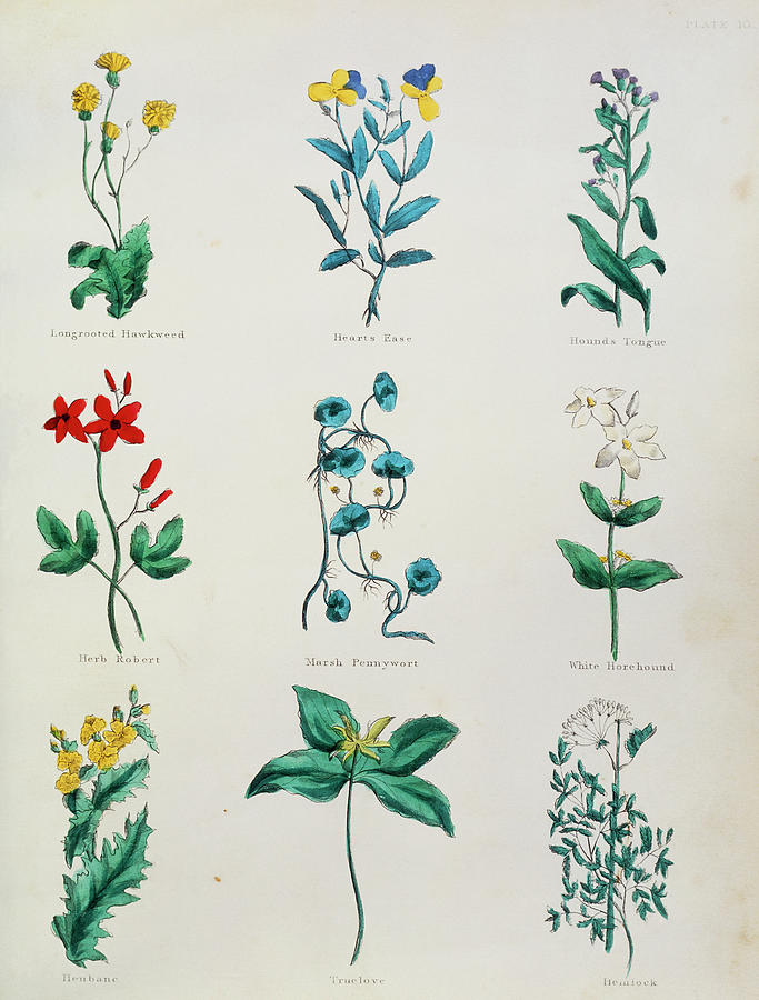 Medicinal Herbs #8 Photograph by Science Photo Library Medicinal Herbs #8 Photograph by Science Photo Library
