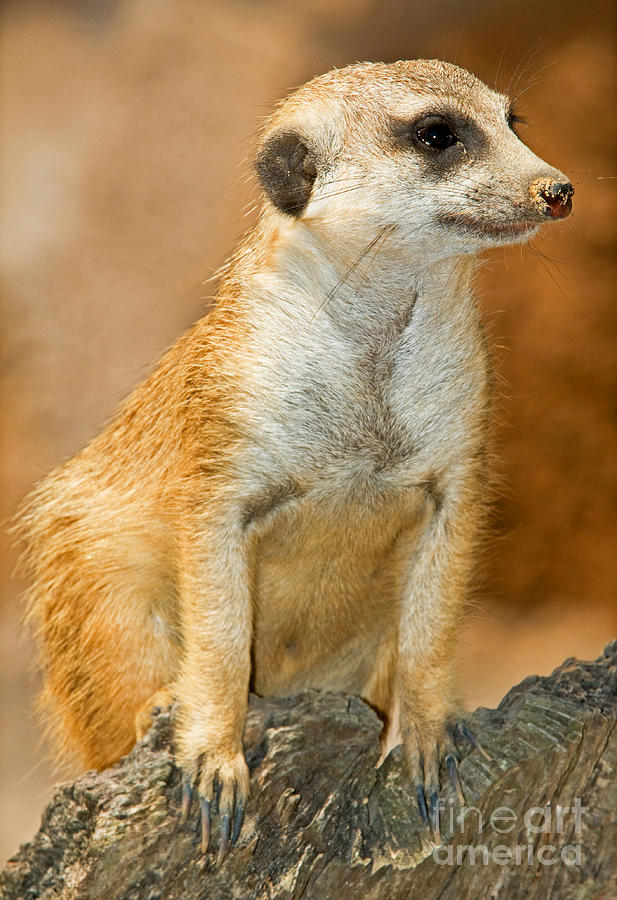 Meerkat #8 Photograph by Millard H. Sharp