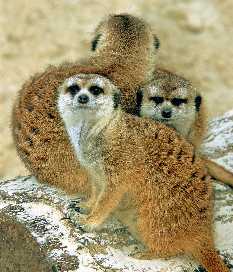 Meerkats #8 Photograph by Millard H. Sharp
