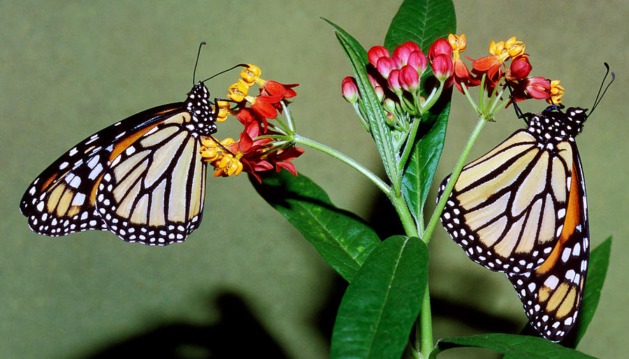 Monarch Butterflies #8 Photograph by Millard H. Sharp