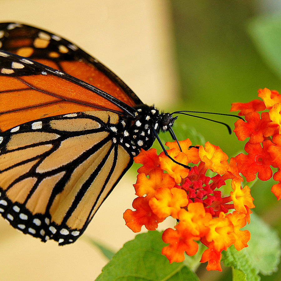 Monarch Butterfly Photograph By Carol Toepke - Fine Art America