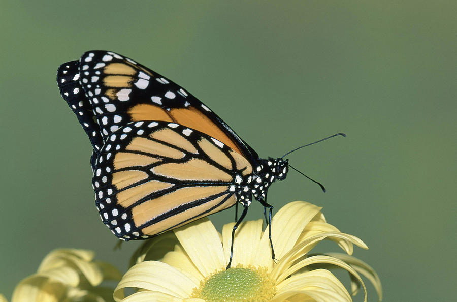 Monarch Butterfly Danaus Plexippus #8 Photograph by Millard H. Sharp
