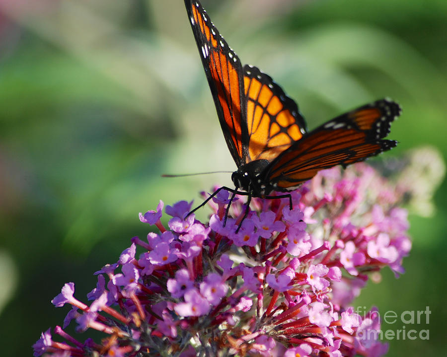 Monarch Butterfly #8 Photograph by Mark Dodd