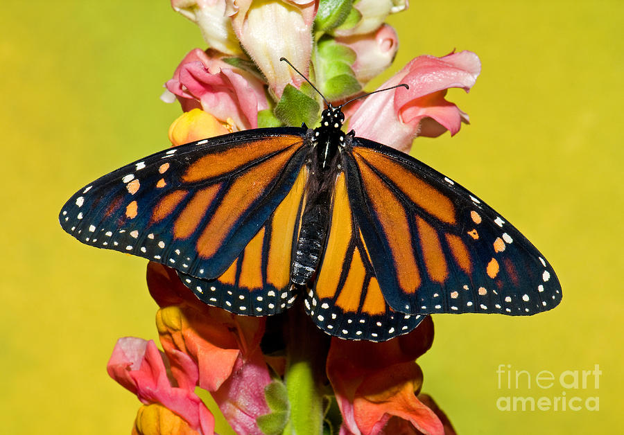 Monarch Butterfly #8 Photograph by Millard H. Sharp