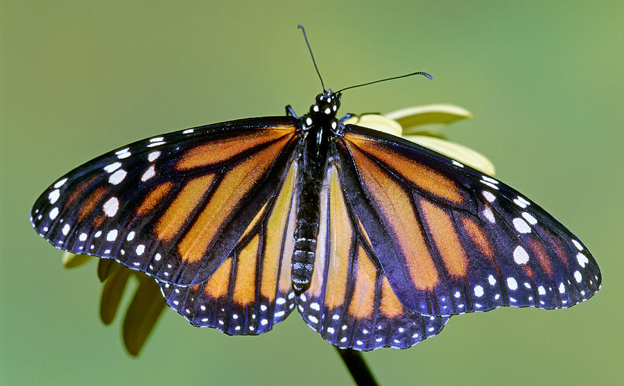 Monarch Butterfly #8 Photograph by Millard Sharp