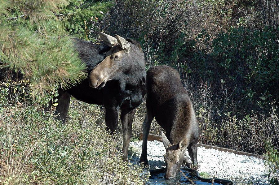 807P Moose Photograph by NightVisions