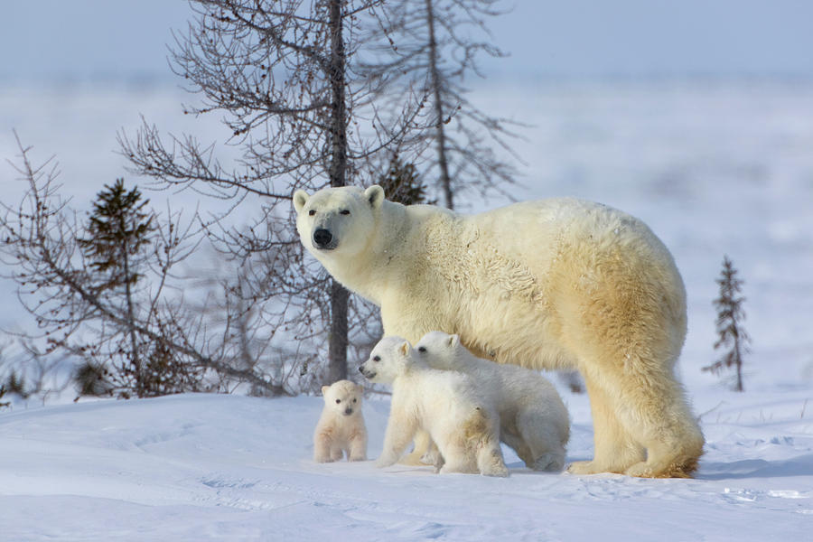 Nature Photograph - Mother Polar Bear With Three Cubs #8 by Keren Su