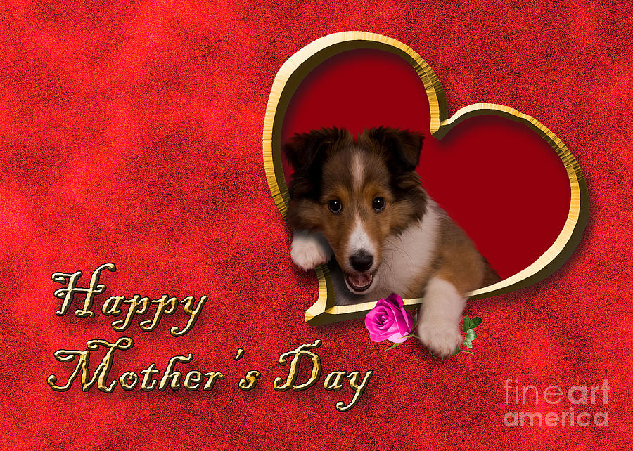 Candy Photograph - Mothers Day Sheltie Puppy #8 by Jeanette K