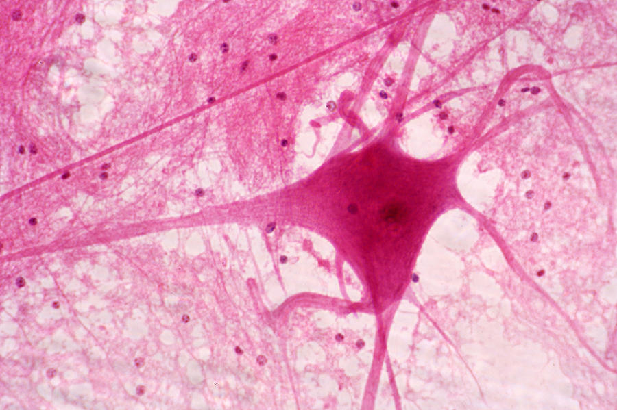 Motor Neuron In Ox Spinal Cord, Lm #13 Photograph by Science Stock Photography