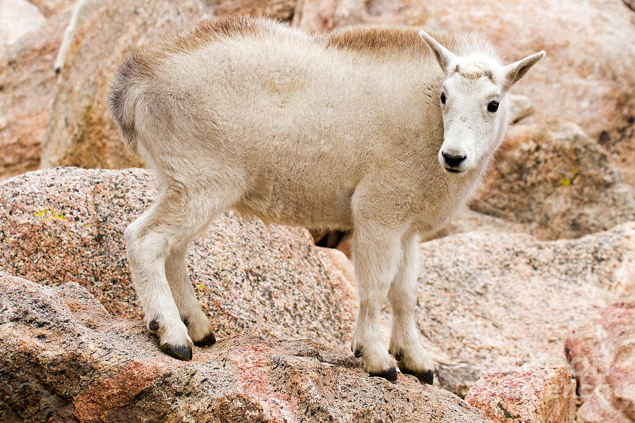 Mountain Goat Kid on Mount Evans #8 Photograph by Fred Stearns