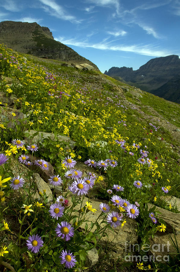 Mountain Wildflowers, Montana #8 Photograph by Mark Newman