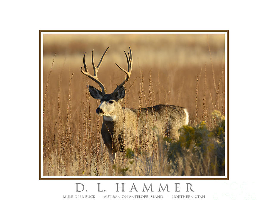 Mule Deer Buck #8 Photograph by Dennis Hammer