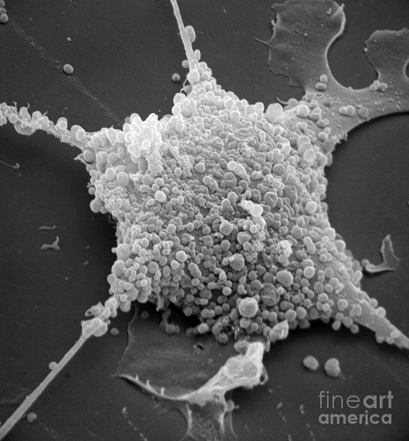 Mycoplasma #8 Photograph by David M. Phillips