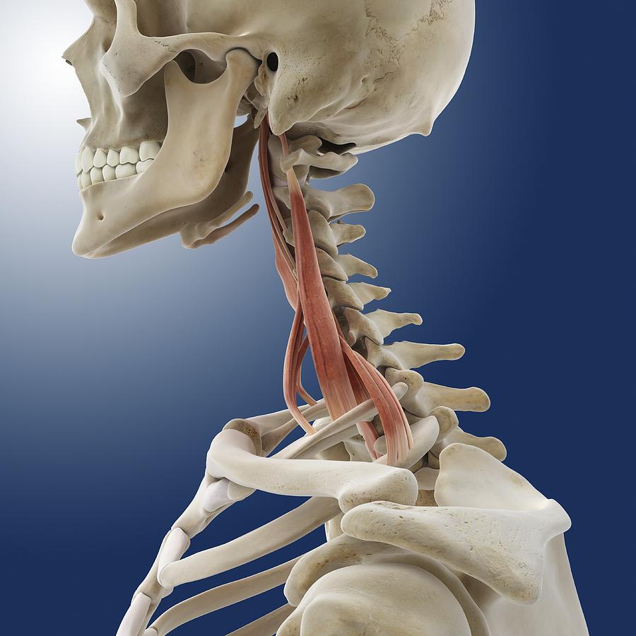 Neck muscles, artwork Photograph by Science Photo Library - Fine Art ...