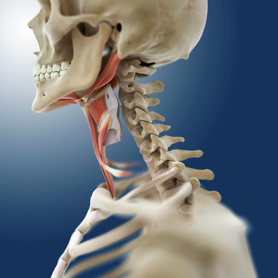 Neck Muscles Photograph By Springer Medizin Science Photo Library Fine Art America