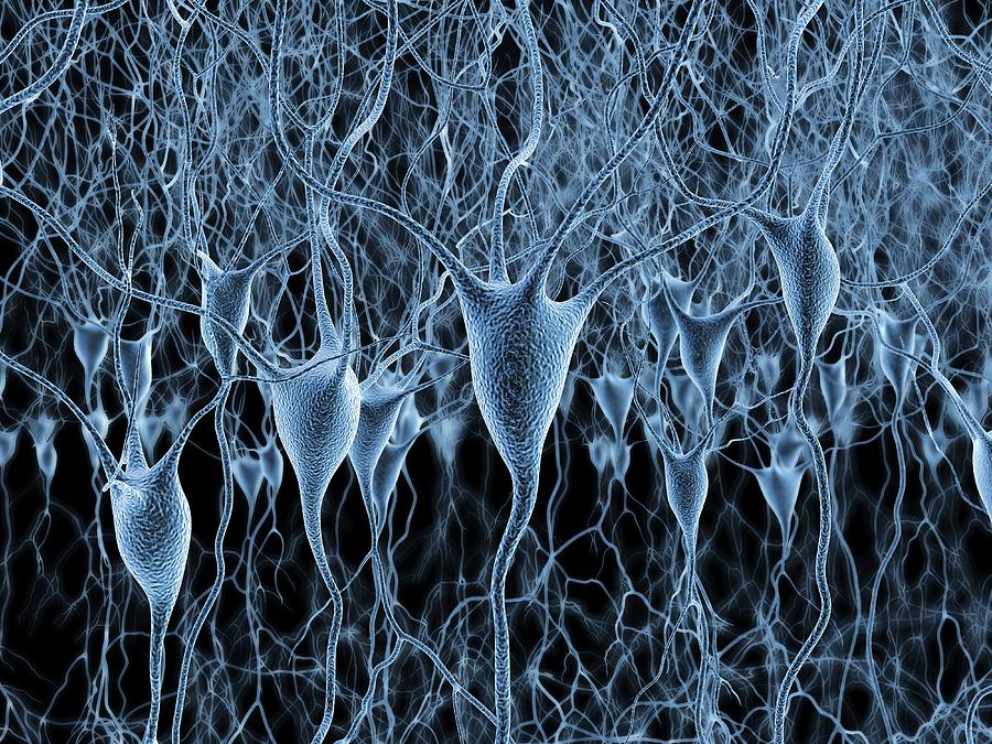Nerve Cells #8 Photograph by Alfred Pasieka/science Photo Library