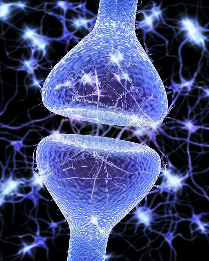 Nerve Synapse Photograph By Alfred Pasieka Science Photo Library