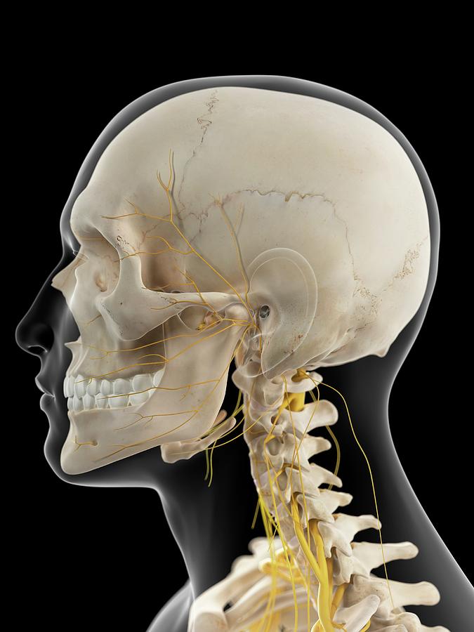 Nervous System Of Neck Photograph by Sebastian Kaulitzki/science Photo ...