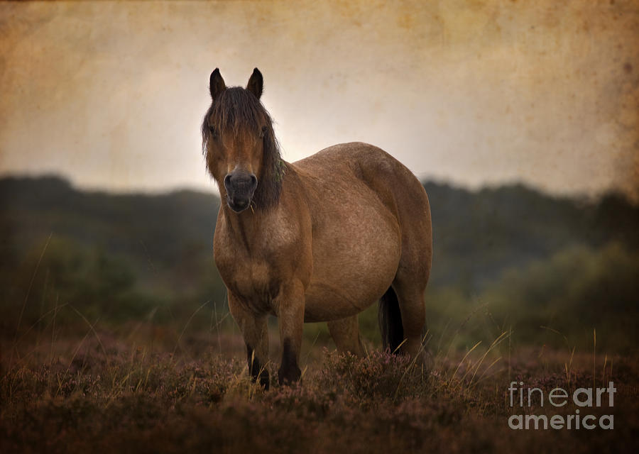 New Forest Pony #8 Photograph by Ang El