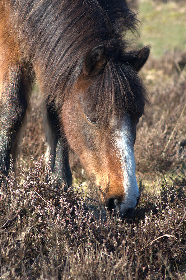 New Forest Pony #8 Photograph by Chris Day