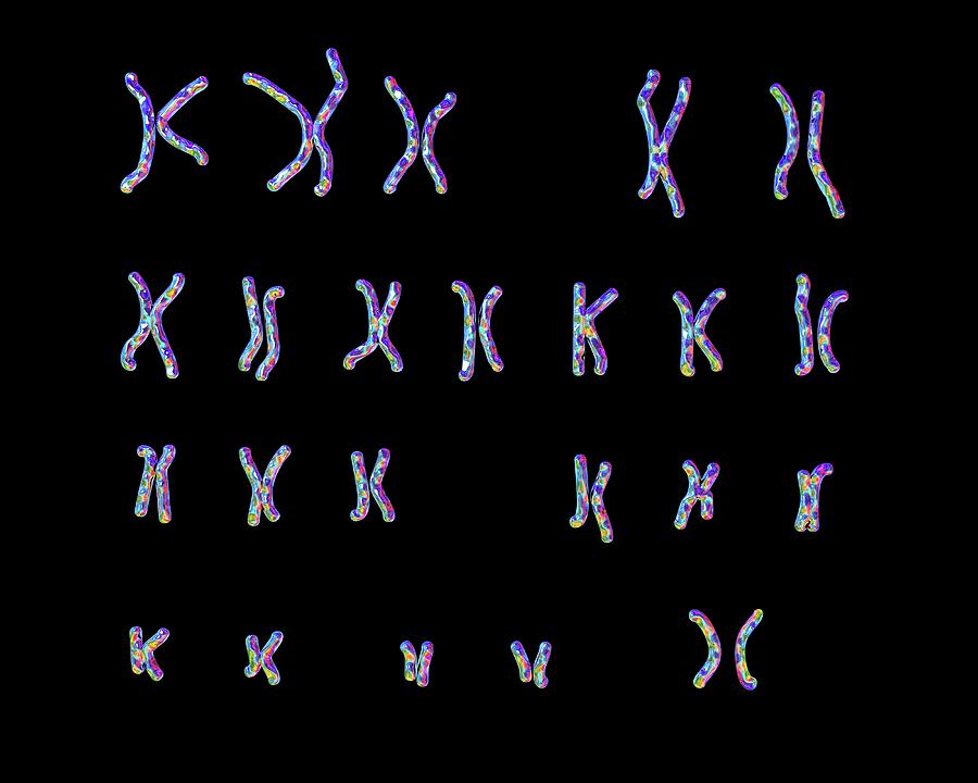 Normal Male Chromosomes #8 Photograph by Kateryna Kon/science Photo Library