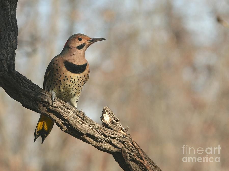 Nature Photograph - Northern Flicker #8 by Jack R Brock