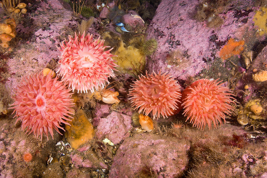 Northern Red Anemone #8 Photograph by Andrew J. Martinez