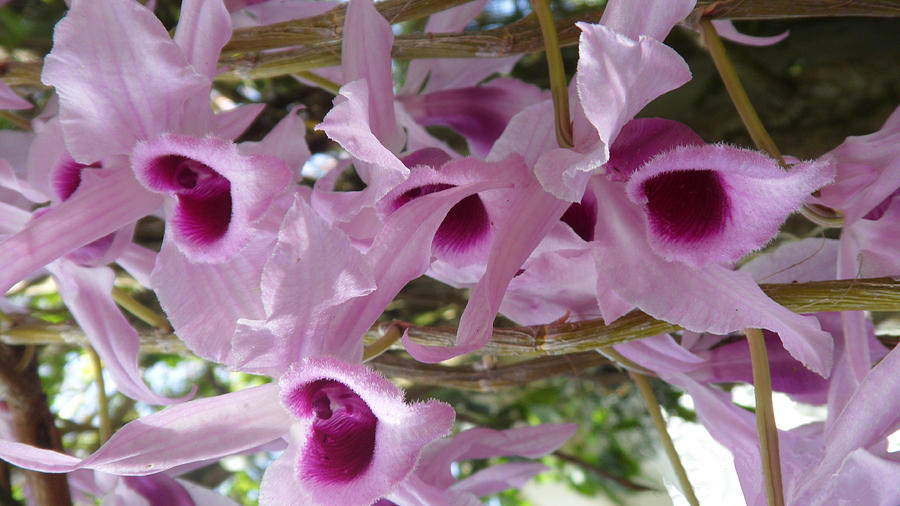 Orchids--Dendrobium #8 Photograph by Xueyin Chen