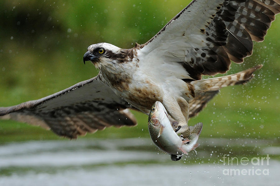 Osprey Catching Trout #8 Photograph by Scott Linstead
